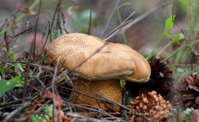 Rooted boletus: description and photo