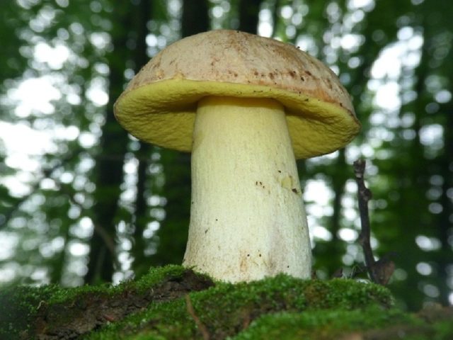 Rooted boletus: description and photo