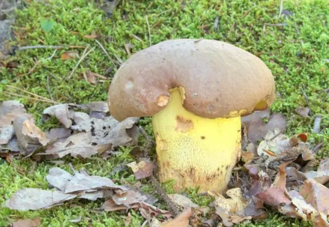 Rooted boletus: description and photo