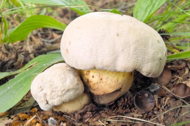 Rooted boletus: description and photo