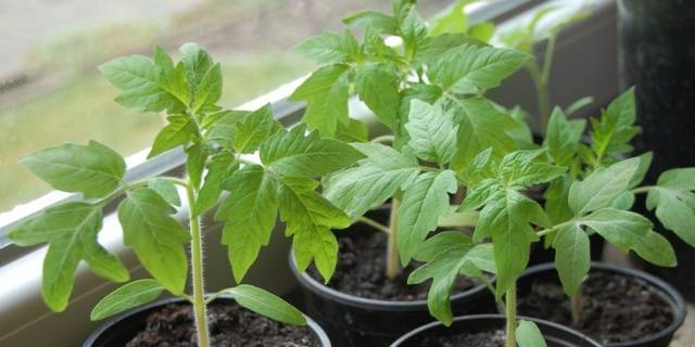 Rooting agent for seedlings seedlings Pure leaf