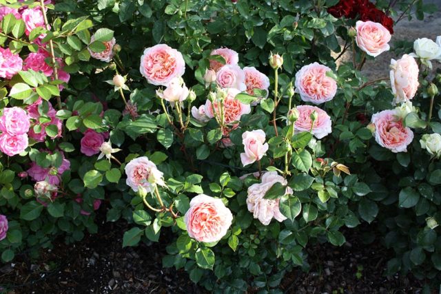 Rosa Austin Golden Celebration (Golden Celebration): photo and description, reviews