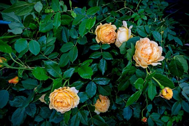 Rosa Austin Golden Celebration (Golden Celebration): photo and description, reviews