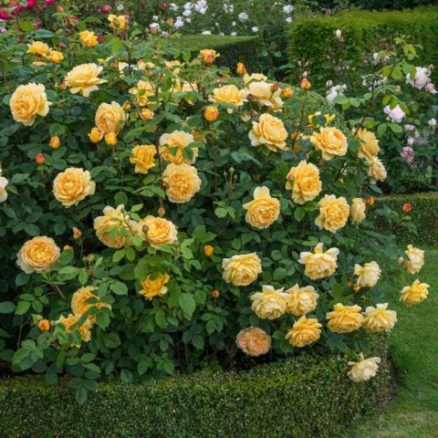 Rosa Austin Golden Celebration (Golden Celebration): photo and description, reviews