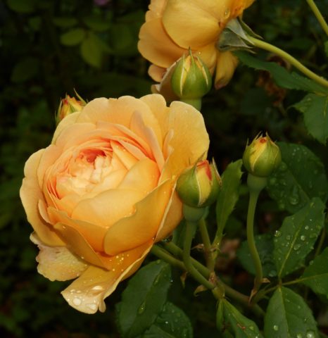 Rosa Austin Golden Celebration (Golden Celebration): photo and description, reviews