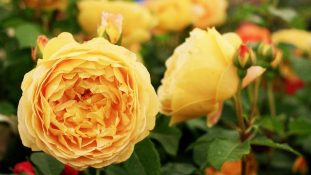 Rosa Austin Golden Celebration (Golden Celebration): photo and description, reviews