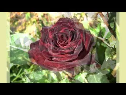 Rosa Black Baccarat - an amazing black flower