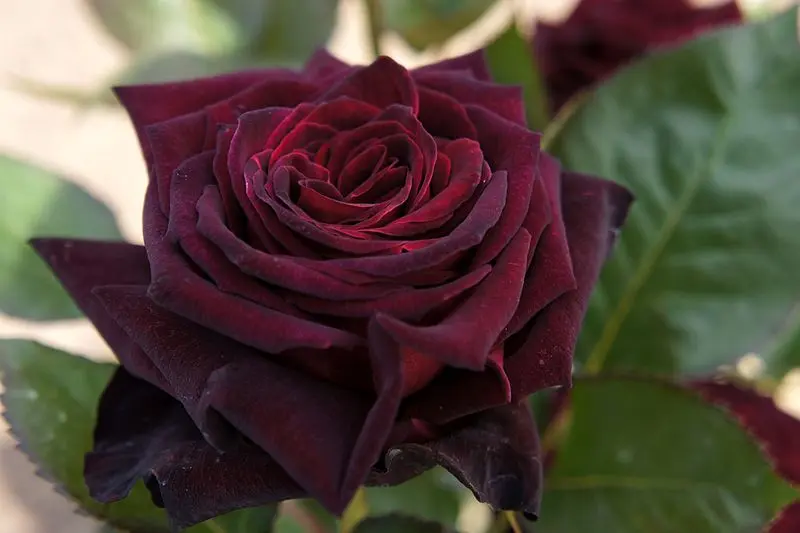 Rosa Black Baccarat &#8211; an amazing black flower