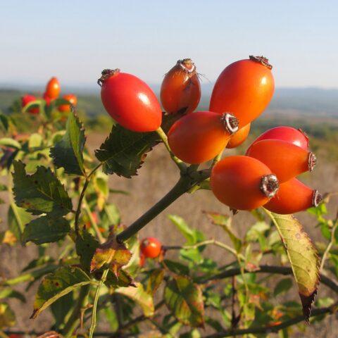 Rosa canina (dog): botanical description, application, photo