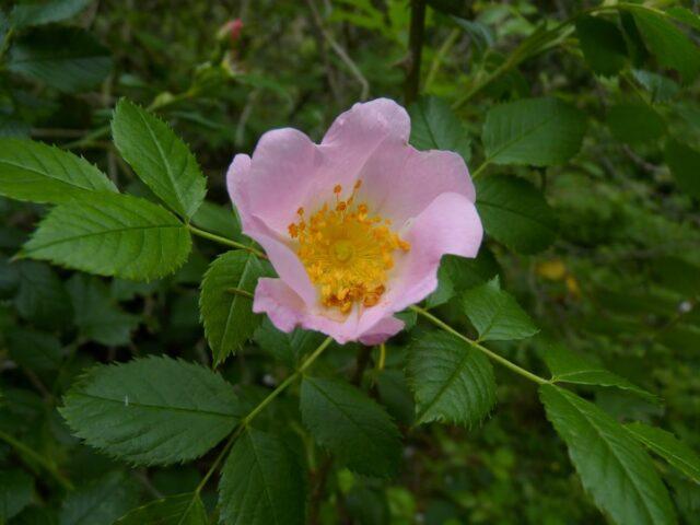 Rosa canina (dog): botanical description, application, photo