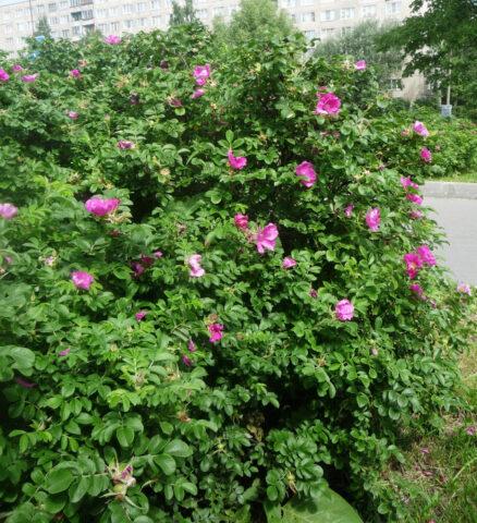 Rosa canina (dog): botanical description, application, photo