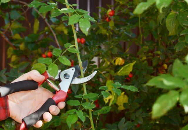 Rosa canina (dog): botanical description, application, photo