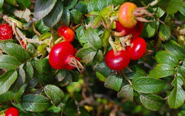 Rosa canina (dog): botanical description, application, photo