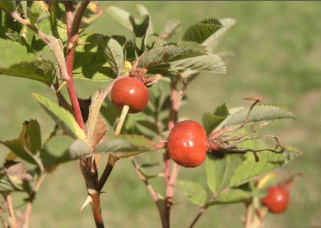 Rosa canina (dog): botanical description, application, photo