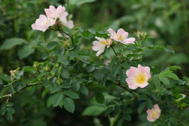 Rosa canina (dog): botanical description, application, photo