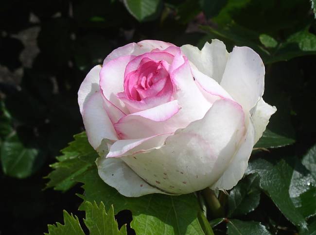 Rosa Dolce Vita - the perfect addition to your garden