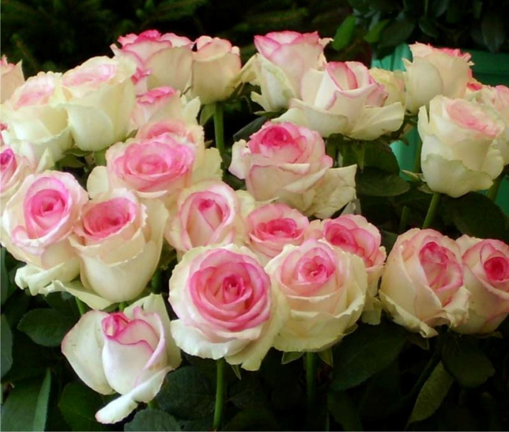 Rosa Dolce Vita - the perfect addition to your garden