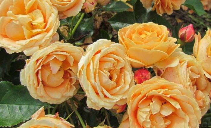 Rosa Dolce Vita &#8211; the perfect addition to your garden