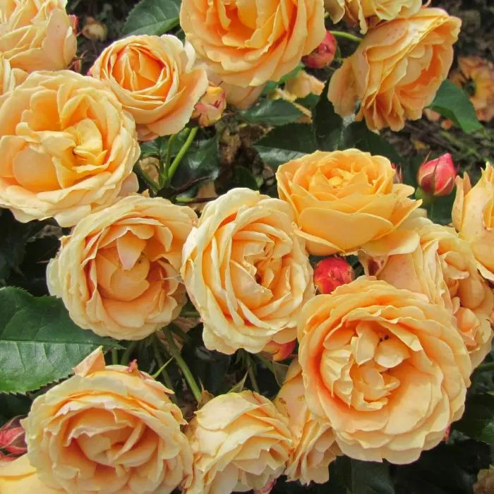 Rosa Dolce Vita &#8211; the perfect addition to your garden