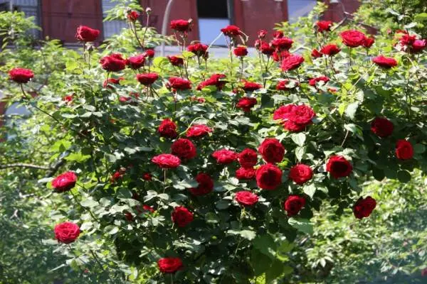 Rosa Don Juan: planting and care 