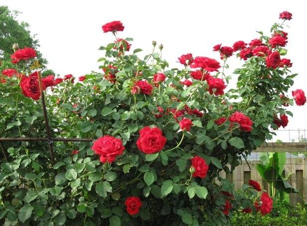 Rosa Don Juan: planting and care 