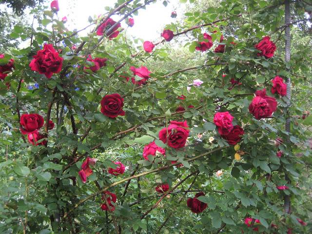 Rosa Don Juan: planting and care 