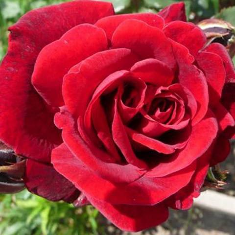 Rosa Don Juan: planting and care 