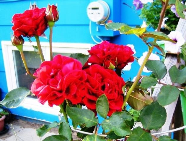 Rosa Don Juan: planting and care 