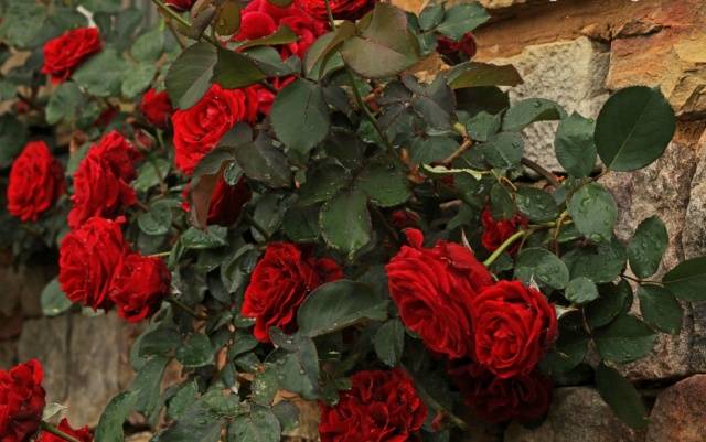 Rosa Don Juan: planting and care 