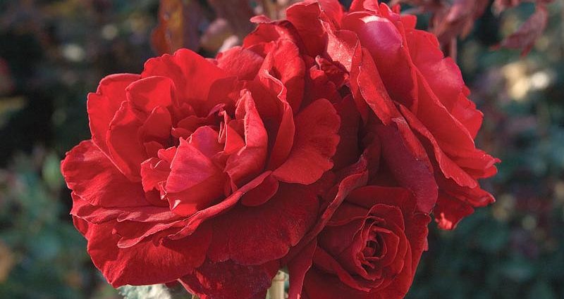 Rosa Don Juan: planting and care 