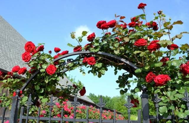 Rosa Don Juan: planting and care 