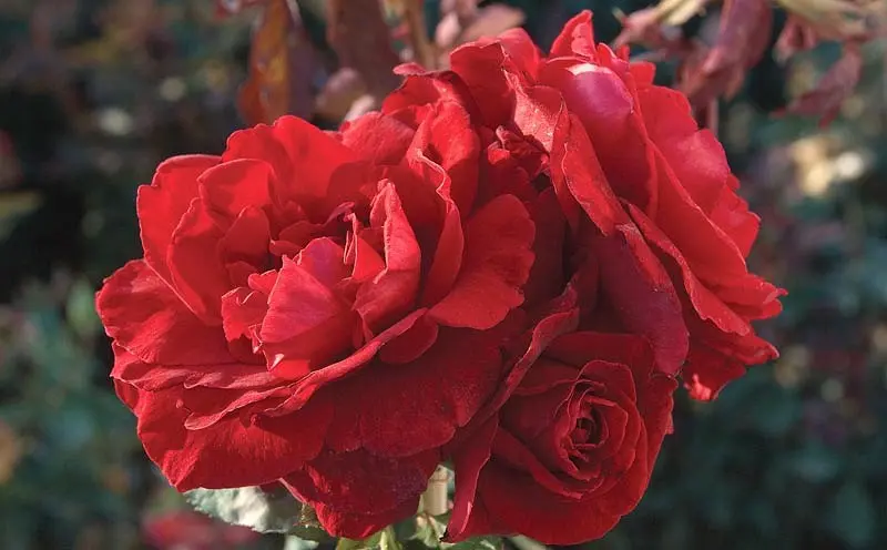 Rosa Don Juan: planting and care 