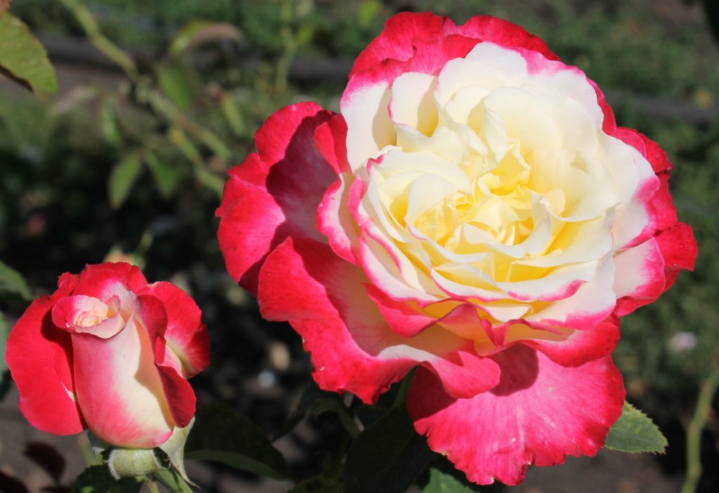 Rosa Double Delight - a combination of luxury and magnificence