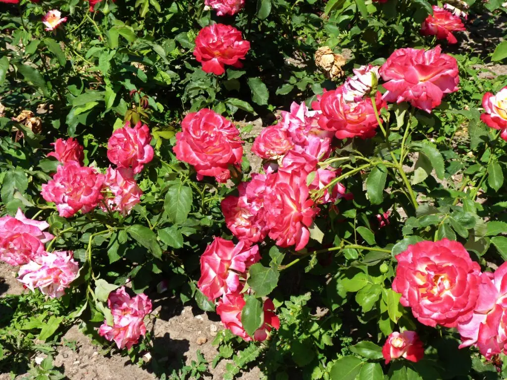 Rosa Double Delight - a combination of luxury and magnificence