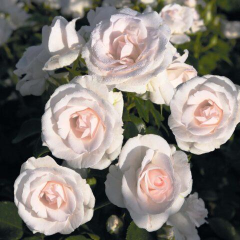 Rosa floribunda Aspirin Rose (Aspirin Rose): variety description, video