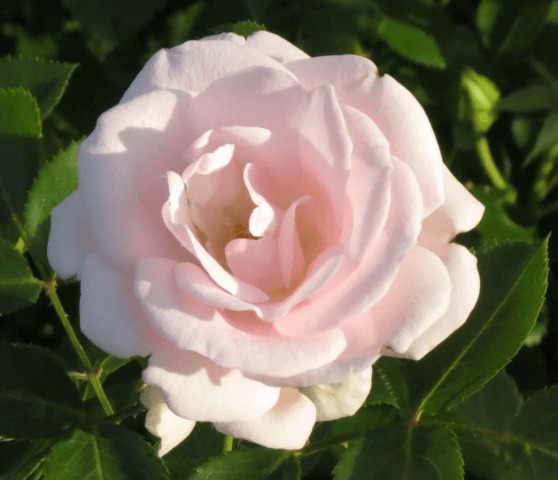 Rosa floribunda Aspirin Rose (Aspirin Rose): variety description, video