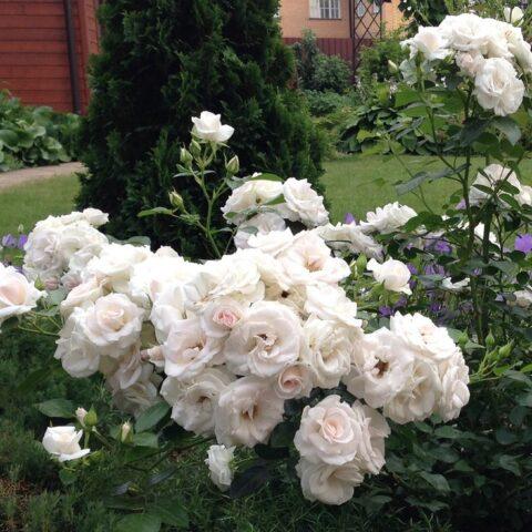 Rosa floribunda Aspirin Rose (Aspirin Rose): variety description, video