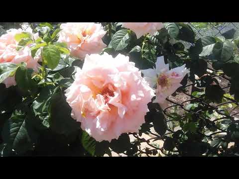 Rosa floribunda Aspirin Rose (Aspirin Rose): variety description, video