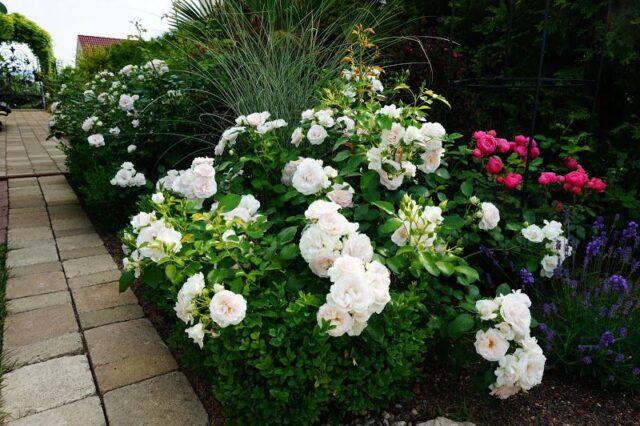 Rosa floribunda Aspirin Rose (Aspirin Rose): variety description, video