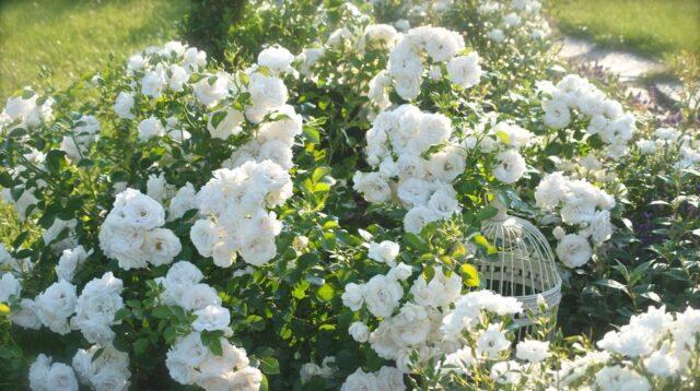 Rosa floribunda Aspirin Rose (Aspirin Rose): variety description, video