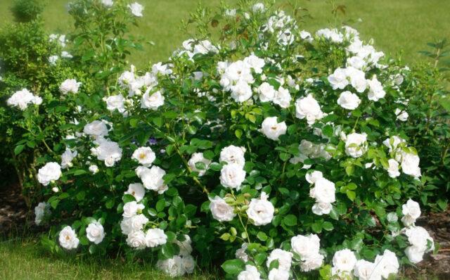 Rosa floribunda Aspirin Rose (Aspirin Rose): variety description, video