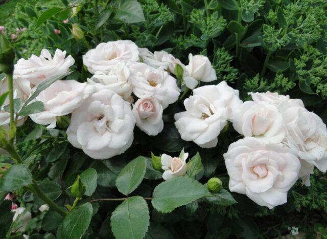 Rosa floribunda Aspirin Rose (Aspirin Rose): variety description, video