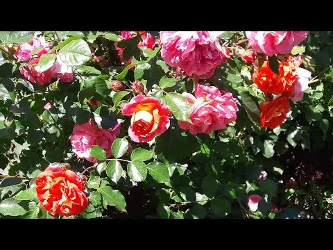 Rosa floribunda Brothers Grimm (Gebruder Grimm): photo and description, reviews