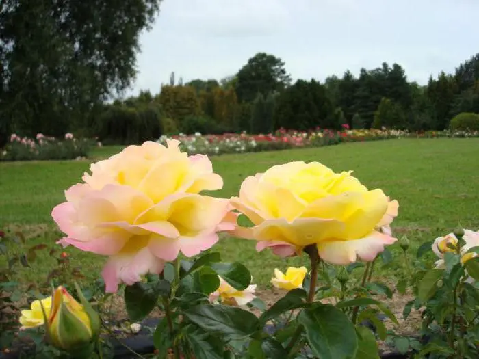 Rosa Gloria Day - a flower that symbolizes the world