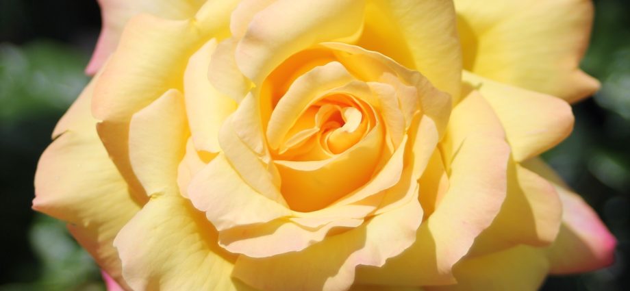 Rosa Gloria Day - kembang anu melambangkan dunya