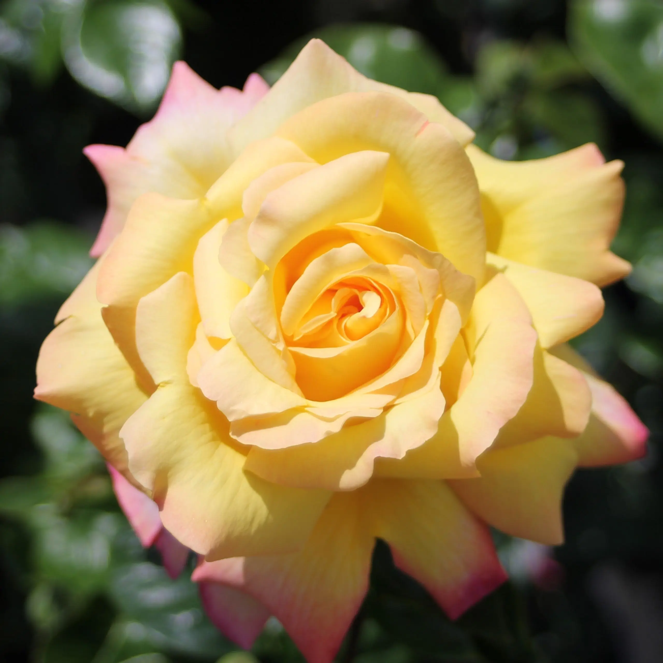 Rosa Gloria Day &#8211; a flower that symbolizes the world