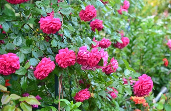 Rosa Laguna (Laguna): description and variety varieties, options and photos of applications in the landscape + planting and care, reviews