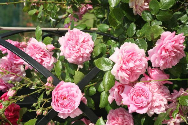 Rosa Laguna (Laguna): description and variety varieties, options and photos of applications in the landscape + planting and care, reviews