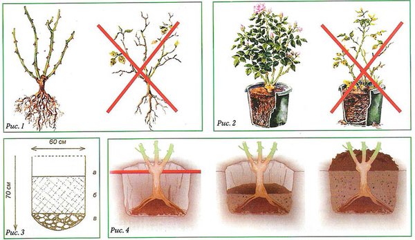 Rosa Laguna (Laguna): description and variety varieties, options and photos of applications in the landscape + planting and care, reviews