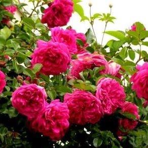 Rosa Laguna (Laguna): description and variety varieties, options and photos of applications in the landscape + planting and care, reviews